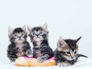 Hoera een kitten in huis