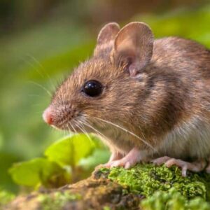 Ongedierte bestrijding