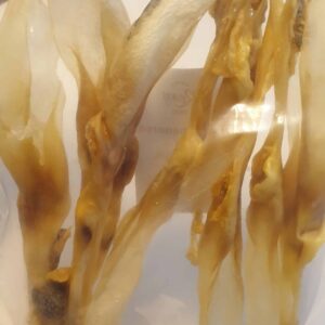 Alternative view of Konijnenoren