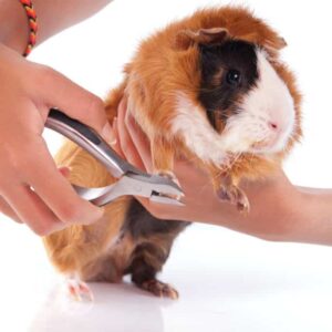 Verzorging knaagdier