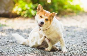 Voedsel allergie bij hond en kat