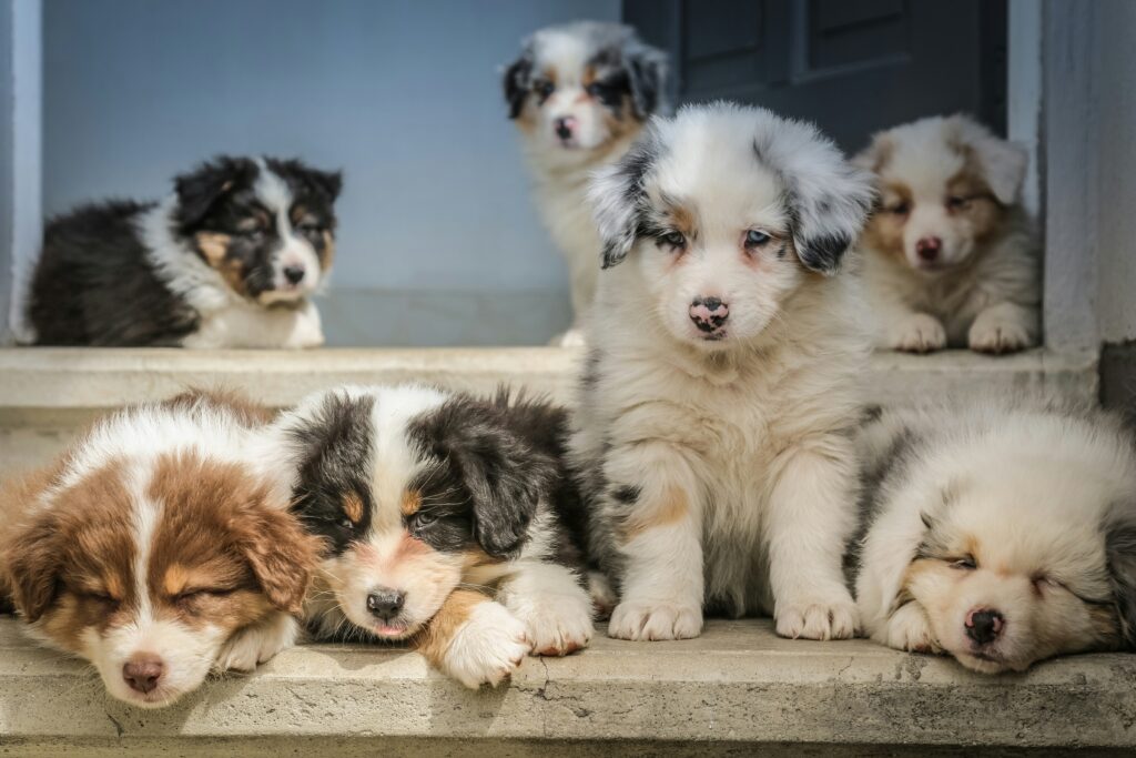 jametlene reskp VDrErQEF9e4 unsplash Eliminatie dieet bij honden