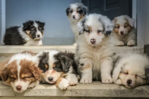 Eliminatie dieet bij honden