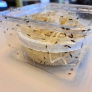 Alternative view of Fruitvliegen groot