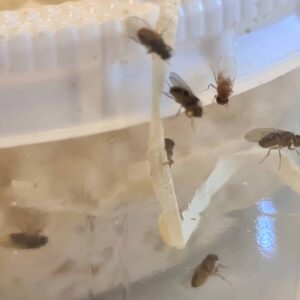 fruitvliegen groot 2 scaled fruitvliegen groot 2 scaled