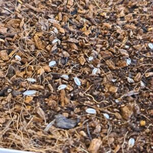 Alternative view of Tropische pissebedden (wit)