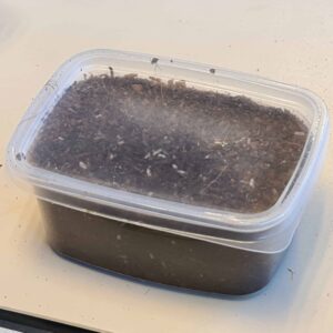 tropische pissebedjes 2 scaled