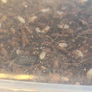 tropische pissebedjes 3 scaled