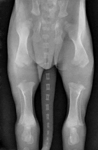 Beweging van de jonge hond