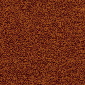 Alternative view of Tetra Goldfish Gold Japan