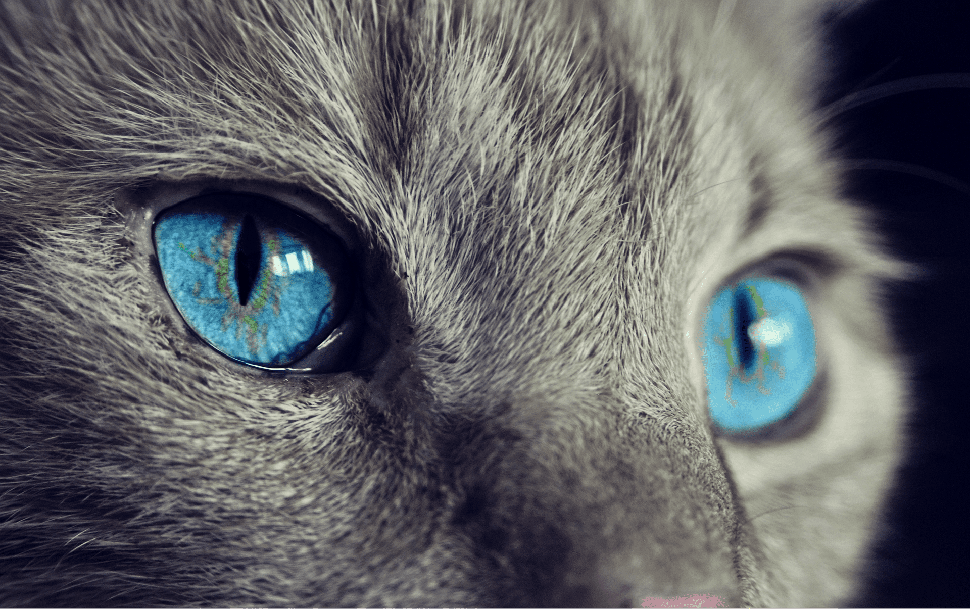 cat 1285634 1920