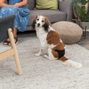 PHO PRO DOG 23490 23491 23492 23494 23495 1 SALL AWK V1