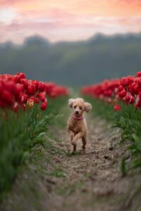 DSC 7279.jpg.1 verkleind