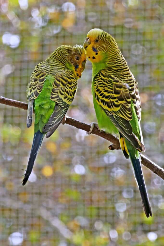 Parasieten bij knaagdieren en vogels