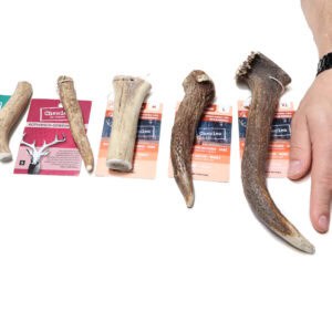 Chewies Edelhert gewei