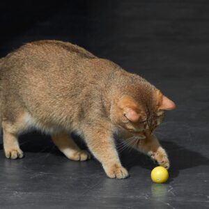 Dynamische Speelbal kattenspeelgoed