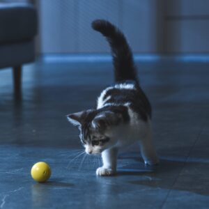 82022 bal 11 scaled 1 Dynamische Speelbal kattenspeelgoed