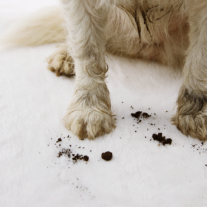 HG pet wipes reinigen snel en veilig uw hond na wandelingen thuis of onderweg