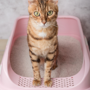 HG Kattenbak Deo neutraliseert kattenurinegeur geurloos en efficiënt, direct bij contact met vocht.