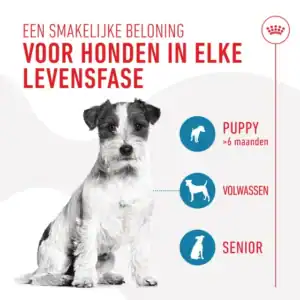 bd1e4e2a 4e32 4342 81c2 b29500afd5a7 DownloadAsJpg ROYAL CANIN Training Treats zijn gezonde, caloriearme snacks voor honden vanaf 6 maanden, perfect als beloning tijdens training.