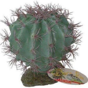 Deze Lucky Reptile Melon Cactus kan een hele mooie aanvulling zijn voor woestijn terrarium's