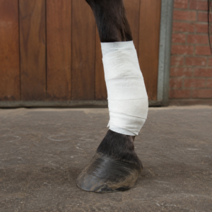 EHBO paard