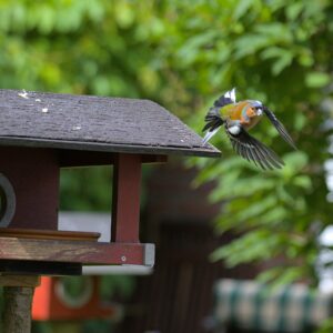 Tuin