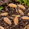 Isopod Porcelliomides pruinosus Powder Orange 100 stuks: oranje pissebedden als natuurlijke schoonmaakploeg en aanvullend voedseldier.